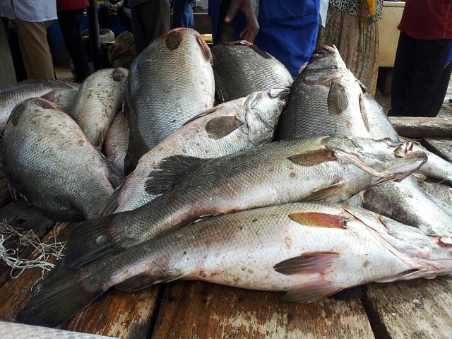 Livelihoods at stake as poor regulation threatens Silverfish, Nile Perch